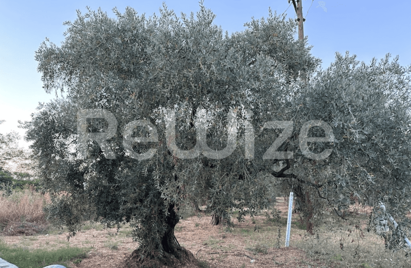 Photo 6,Εξωτερική,ΠΏΛΗΣΗ,Γη,Οικόπεδο,2500τ.μ,€800,000,Θάσος