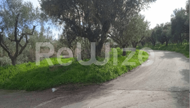 Photo 2,Εξωτερική,ΕΝΟΙΚΊΑΣΗ,Γη,Αγροτεμάχιο,4460τ.μ,€101,000,Ζάκυνθος