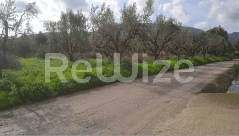 Photo 3,Εξωτερική,ΕΝΟΙΚΊΑΣΗ,Γη,Αγροτεμάχιο,4460τ.μ,€101,000,Ζάκυνθος