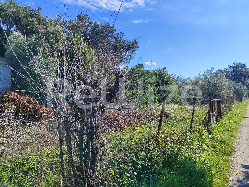 Photo 13,Outside,SALE,Land,Field,240sqm,€13,000,Nea Michaniona