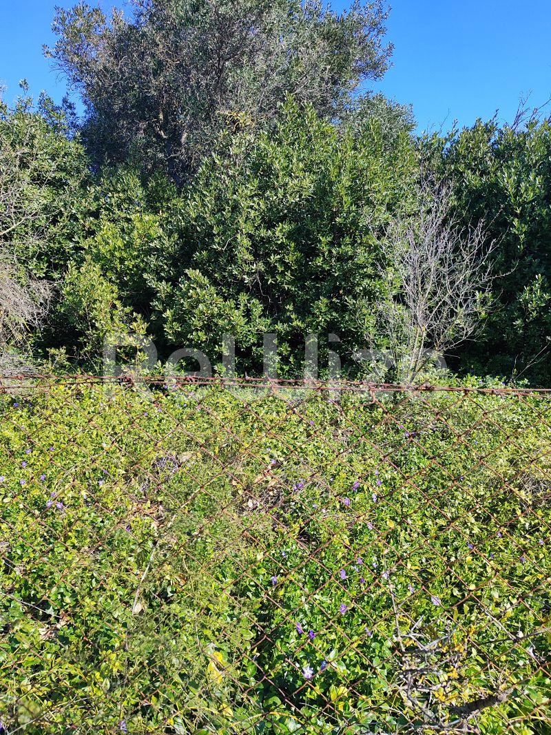 Photo 5,Outside,SALE,Land,Field,240sqm,€13,000,Nea Michaniona