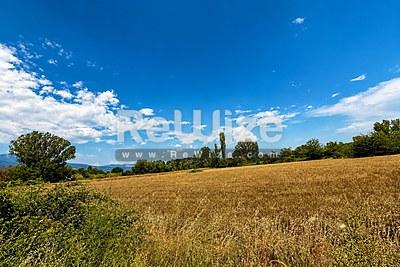 Field Serres