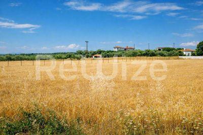 Field Kassandra