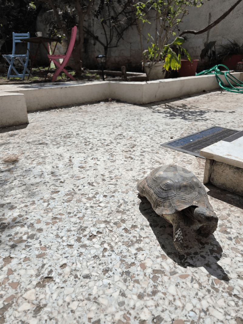 Photo 11,Garden,RENT,Residency,Apartment,100sqm,€680,Kentro Kallitheas