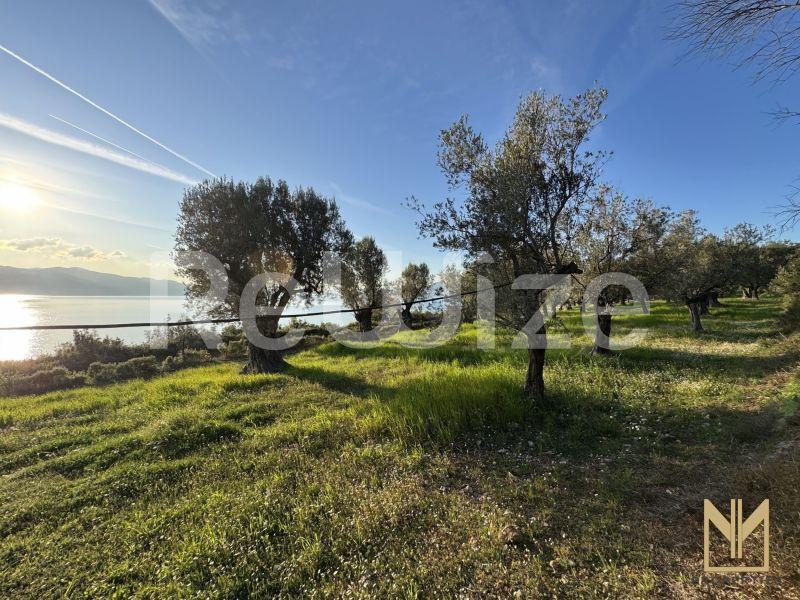 Photo 1,Κήπος,ΠΏΛΗΣΗ,Γη,Οικόπεδο,5911τ.μ,€78,100,Μυτιλήνη