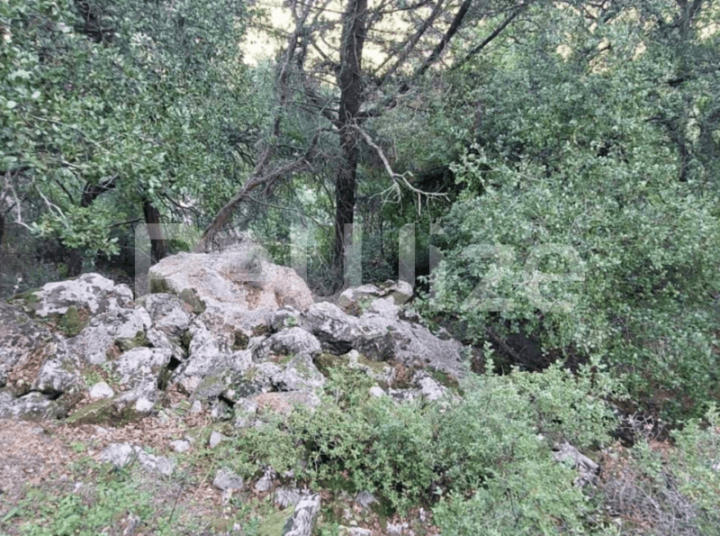 Photo 5,Κήπος,ΕΝΟΙΚΊΑΣΗ,Γη,Οικόπεδο,6000τ.μ,€68,000,Ληξούρι