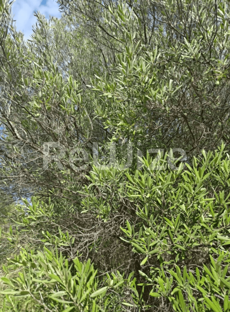 Photo 5,Outside,SALE,Land,Plot,4100sqm,€73,000,Nea Skioni