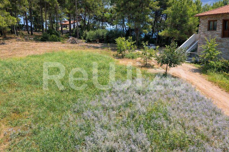 Просторна земја со дворе во Халкидики, Ситонија, со мошне дрвја, лавандула растенија и каменен објект.