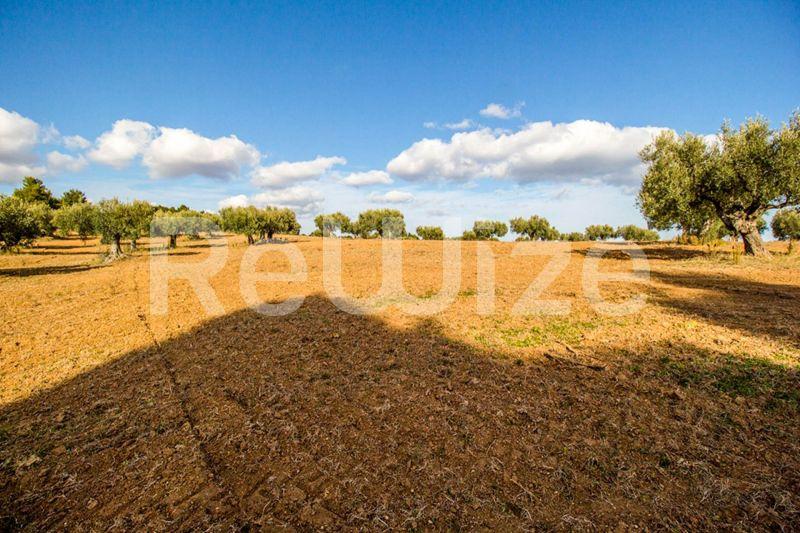 Photo 3,Εξωτερική,ΠΏΛΗΣΗ,Γη,Αγροτεμάχιο,11558τ.μ,€480,000,Κασσάνδρεια