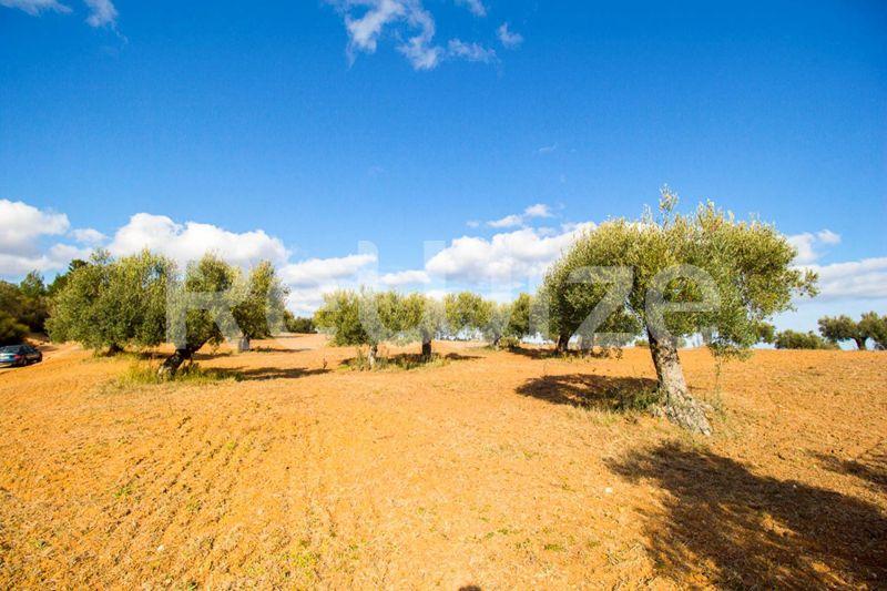 Photo 1,Εξωτερική,ΠΏΛΗΣΗ,Γη,Αγροτεμάχιο,11558τ.μ,€480,000,Κασσάνδρεια