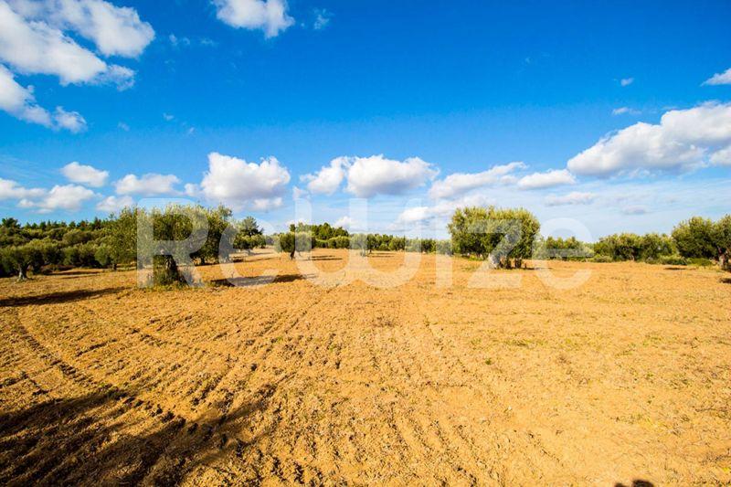 Photo 10,Πανοραμική Θέα,ΠΏΛΗΣΗ,Γη,Αγροτεμάχιο,11558τ.μ,€480,000,Κασσάνδρεια