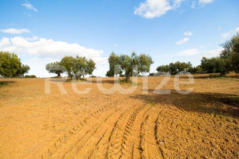 Photo 11,Εξωτερική,ΠΏΛΗΣΗ,Γη,Αγροτεμάχιο,11558τ.μ,€480,000,Κασσάνδρεια