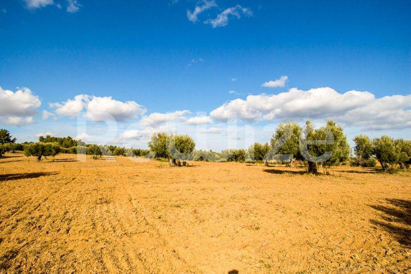 Photo 2,Πανοραμική Θέα,ΠΏΛΗΣΗ,Γη,Αγροτεμάχιο,11558τ.μ,€480,000,Κασσάνδρεια