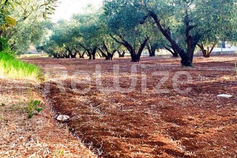 Photo 6,Εξωτερική,ΠΏΛΗΣΗ,Γη,Αγροτεμάχιο,3000τ.μ,€200,000,Νέα Ποτίδαια