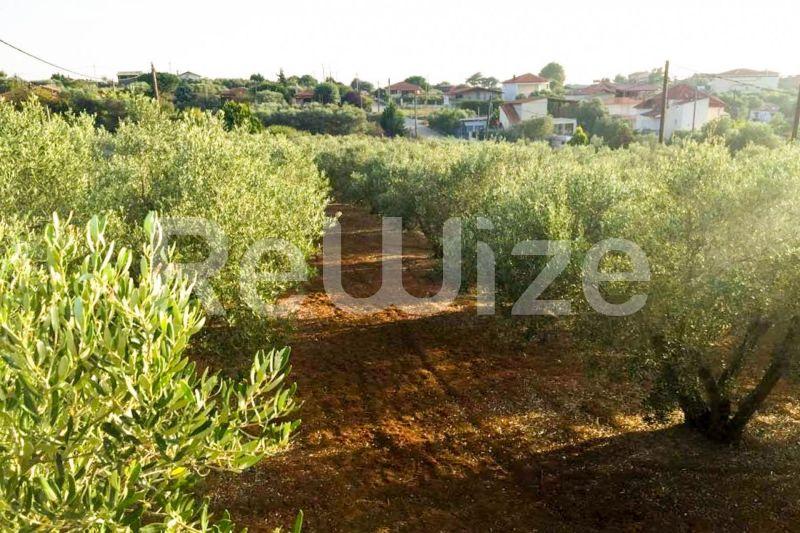 Photo 1,Εξωτερική,ΠΏΛΗΣΗ,Γη,Αγροτεμάχιο,3000τ.μ,€200,000,Νέα Ποτίδαια