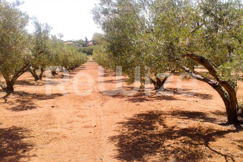 Photo 2,Εξωτερική,ΠΏΛΗΣΗ,Γη,Αγροτεμάχιο,3000τ.μ,€200,000,Νέα Ποτίδαια