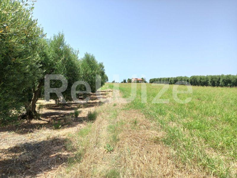 Photo 6,Τοπίο,ΠΏΛΗΣΗ,Γη,Αγροτεμάχιο,4262τ.μ,€100,000,Νέα Μουδανιά