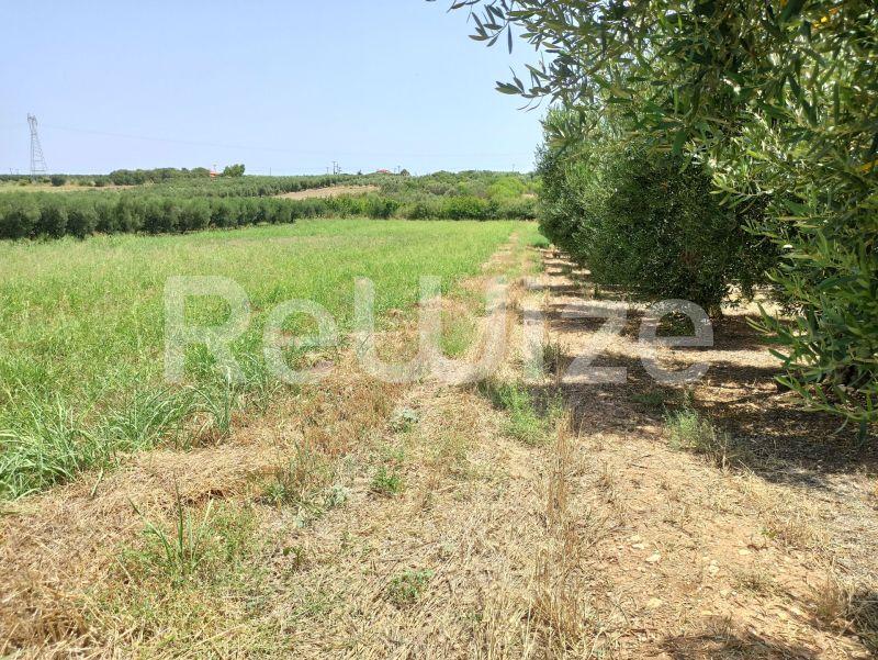 Photo 5,Τοπίο,ΠΏΛΗΣΗ,Γη,Αγροτεμάχιο,4262τ.μ,€100,000,Νέα Μουδανιά