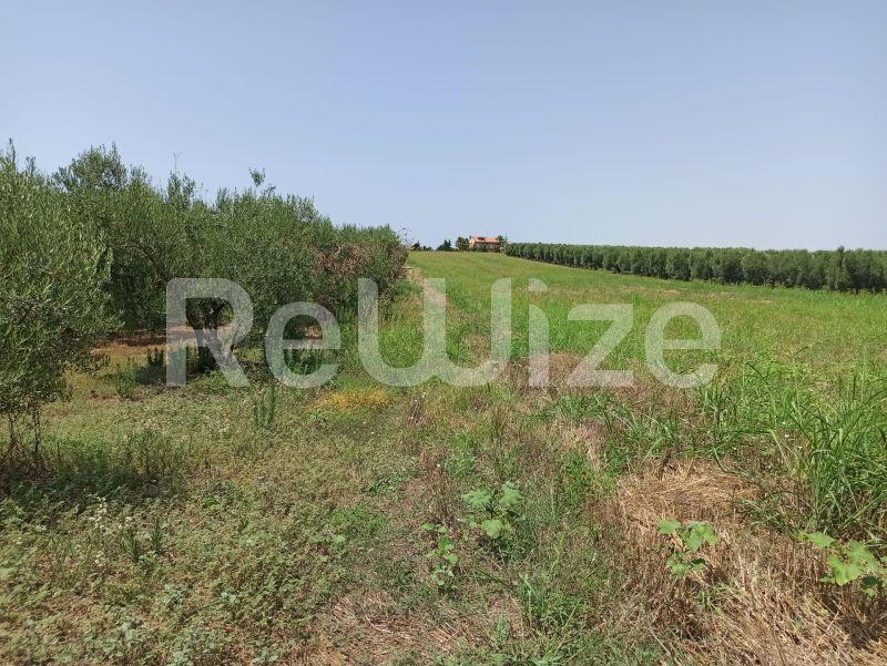 Photo 7,Τοπίο,ΠΏΛΗΣΗ,Γη,Αγροτεμάχιο,4262τ.μ,€100,000,Νέα Μουδανιά