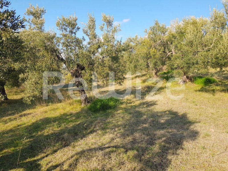 Photo 5,Εξωτερική,ΠΏΛΗΣΗ,Γη,Αγροτεμάχιο,8500τ.μ,€140,000,Παρθενώνας