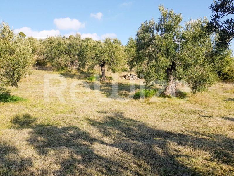 Photo 2,Εξωτερική,ΠΏΛΗΣΗ,Γη,Αγροτεμάχιο,8500τ.μ,€140,000,Παρθενώνας