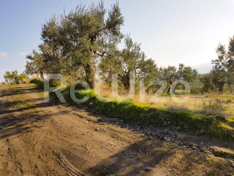 Photo 8,Εξωτερική,ΠΏΛΗΣΗ,Γη,Αγροτεμάχιο,8500τ.μ,€140,000,Παρθενώνας