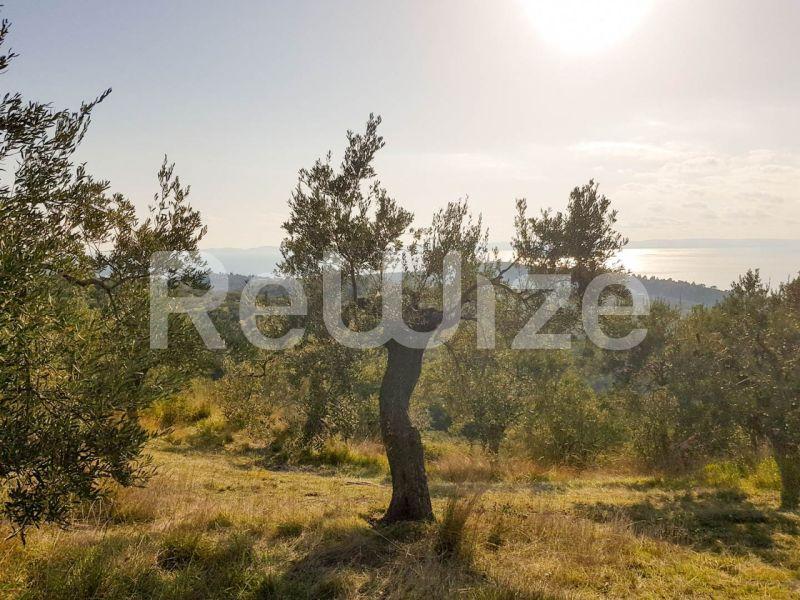 Photo 11,Εξωτερική,ΠΏΛΗΣΗ,Γη,Αγροτεμάχιο,8500τ.μ,€140,000,Παρθενώνας