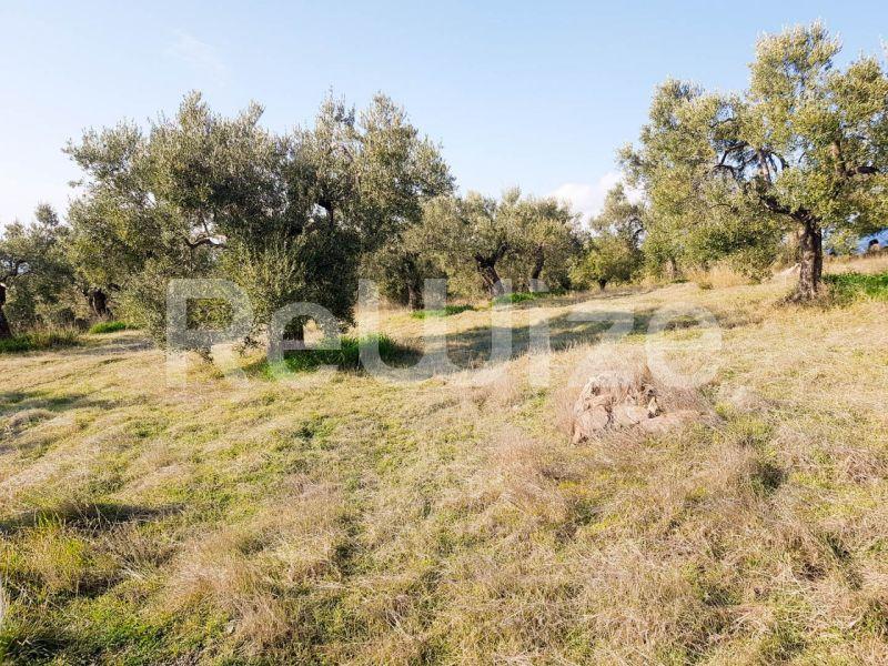 Photo 1,Εξωτερική,ΠΏΛΗΣΗ,Γη,Αγροτεμάχιο,8500τ.μ,€140,000,Παρθενώνας