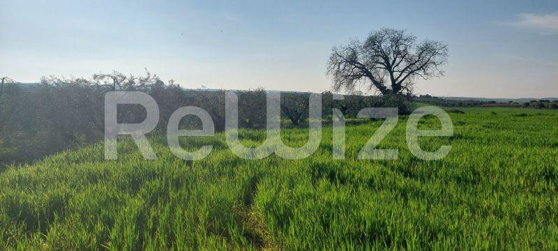 Photo 4,Τοπίο,ΠΏΛΗΣΗ,Γη,Αγροτεμάχιο,4000τ.μ,€215,000,Καλλιθέα