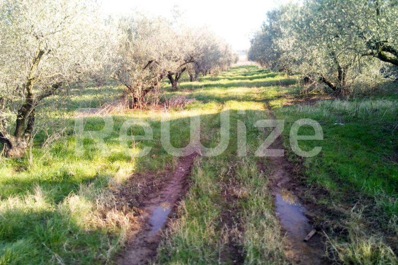 Photo 8,Εξωτερική,ΠΏΛΗΣΗ,Γη,Αγροτεμάχιο,5000τ.μ,€150,000,Παραλία Διονυσίου