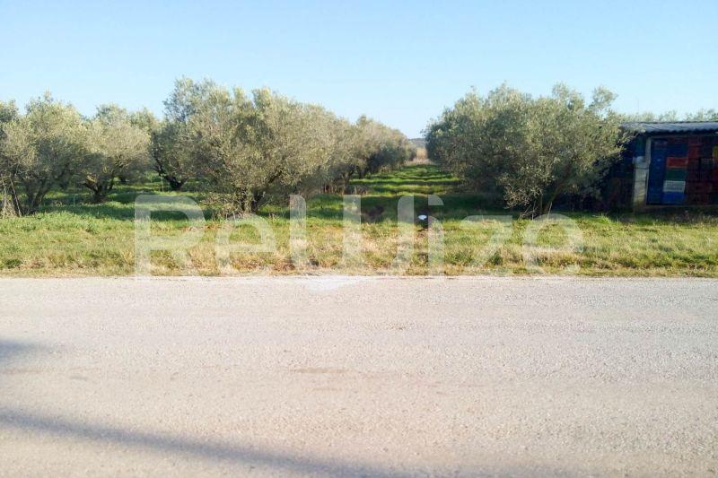 Photo 7,Εξωτερική,ΠΏΛΗΣΗ,Γη,Αγροτεμάχιο,5000τ.μ,€150,000,Παραλία Διονυσίου