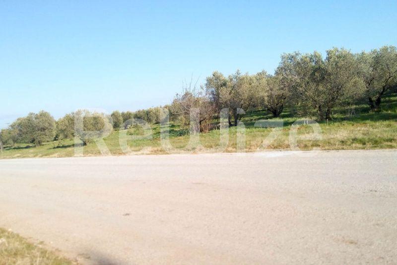 Photo 3,Εξωτερική,ΠΏΛΗΣΗ,Γη,Αγροτεμάχιο,5000τ.μ,€150,000,Παραλία Διονυσίου