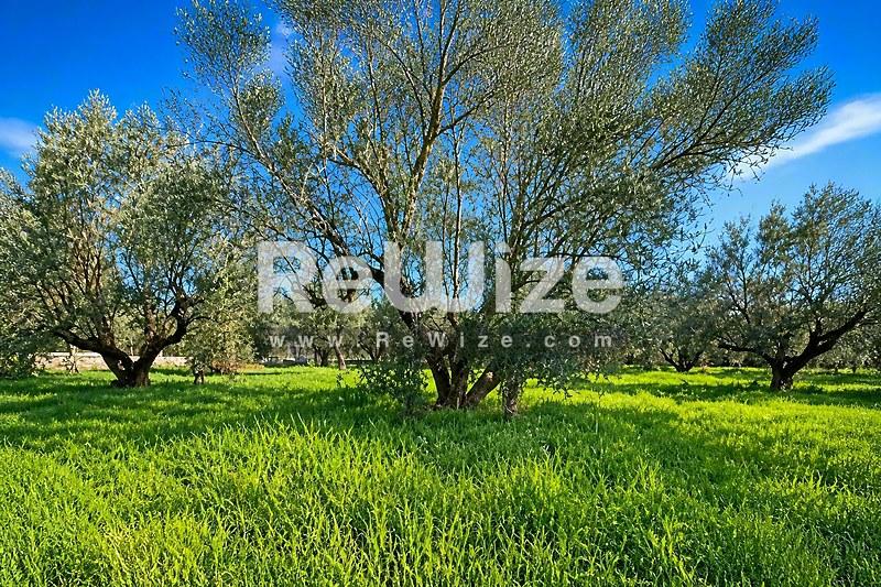 Field 5825 m² in Xiromero, photo 1