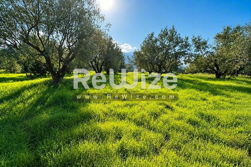 Field 5825 m² in Xiromero, photo 7