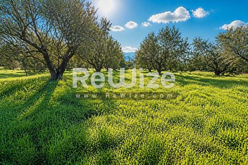 Field 5825 m² in Xiromero, photo 8