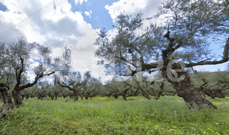 Photo 1,Outside,RENT,Land,Field,3911sqm,€15,600,Zakynthos