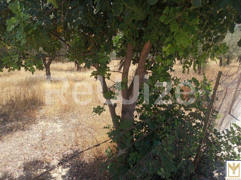 Αγροτεμάχιο 5794 τ.μ. στην Ερμιονίδα, φωτογραφία 4