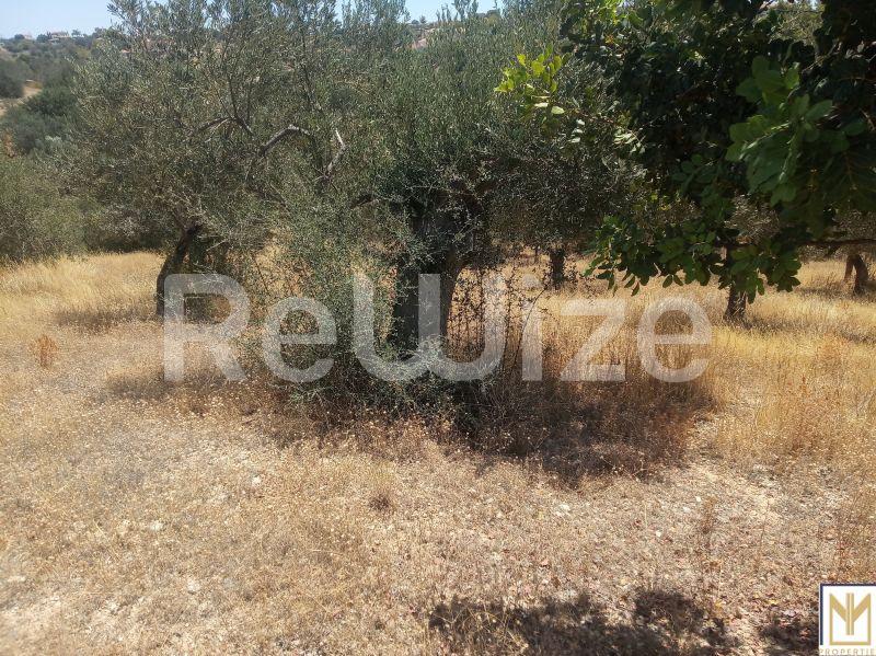 Αγροτεμάχιο 5794 τ.μ. στην Ερμιονίδα, φωτογραφία 3