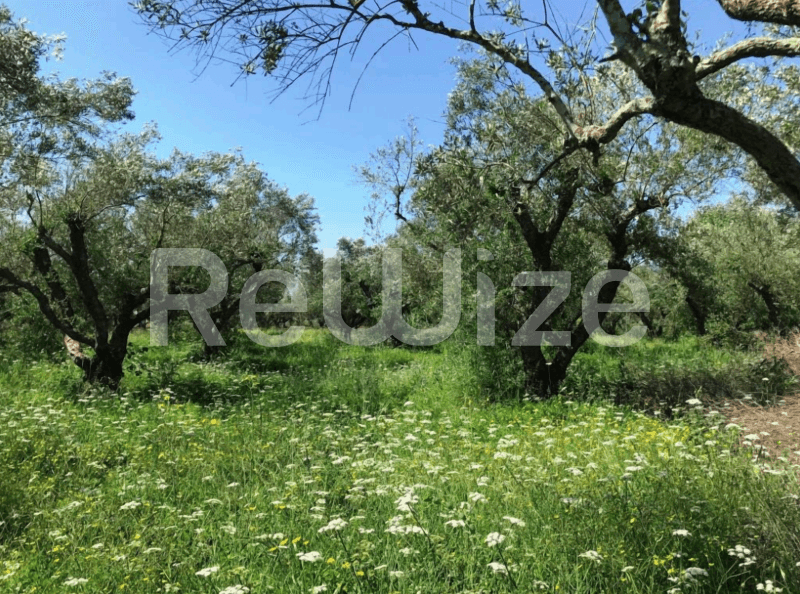 Photo 2,Κήπος,ΕΝΟΙΚΊΑΣΗ,Γη,Αγροτεμάχιο,5088τ.μ,€33,150,Ζάκυνθος