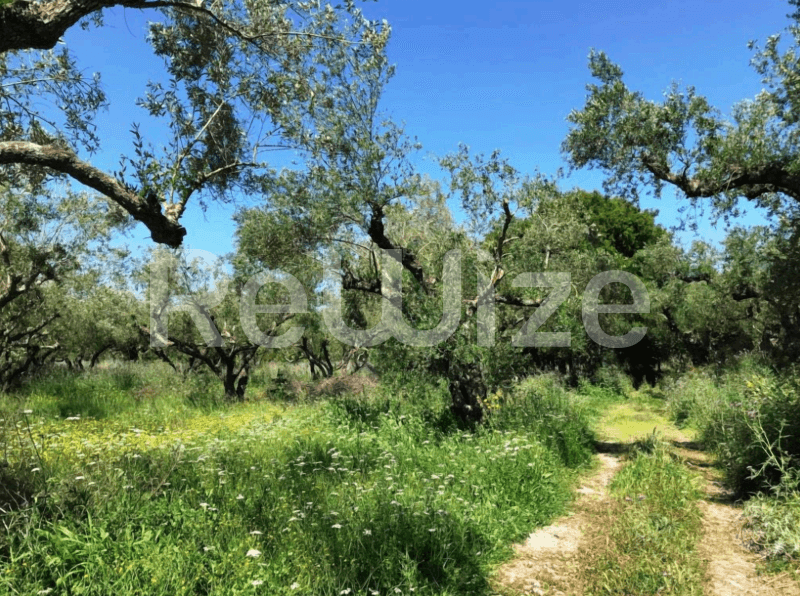 Photo 1,Κήπος,ΕΝΟΙΚΊΑΣΗ,Γη,Αγροτεμάχιο,5088τ.μ,€33,150,Ζάκυνθος