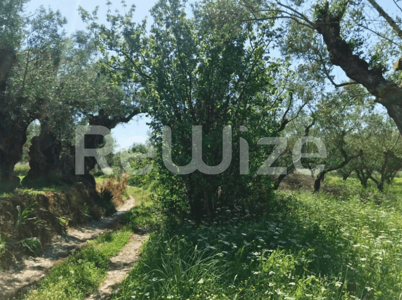 Photo 3,Κήπος,ΕΝΟΙΚΊΑΣΗ,Γη,Αγροτεμάχιο,5088τ.μ,€33,150,Ζάκυνθος