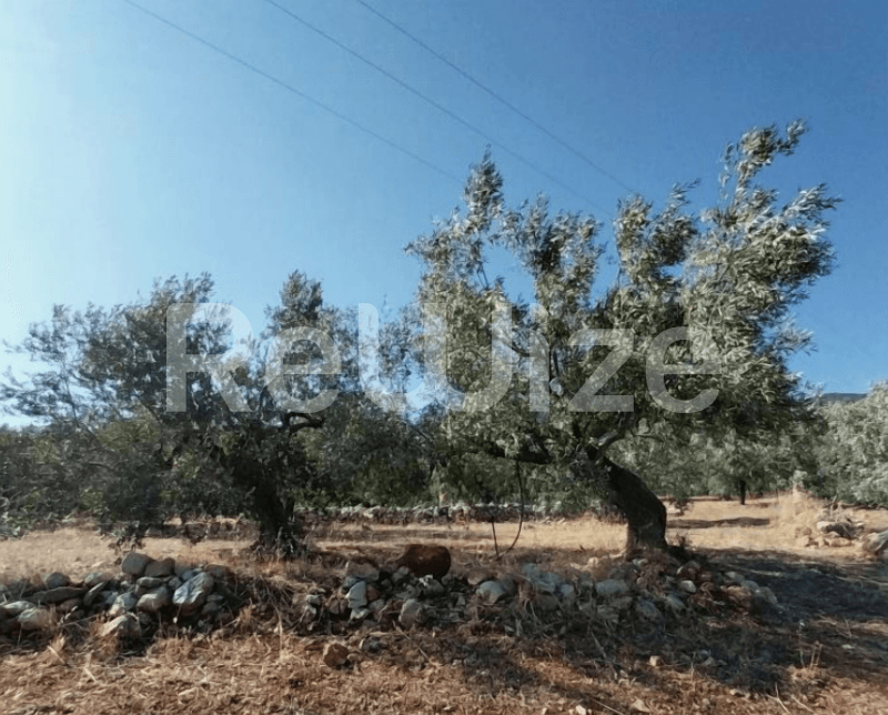 Photo 2,Εξωτερική,ΕΝΟΙΚΊΑΣΗ,Γη,Αγροτεμάχιο,1814τ.μ,€25,000,Βόρεια Κυνουρία