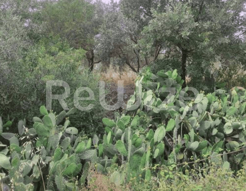 Photo 1,Κήπος,ΕΝΟΙΚΊΑΣΗ,Γη,Αγροτεμάχιο,3502τ.μ,€9,000,Παναιτώλιο