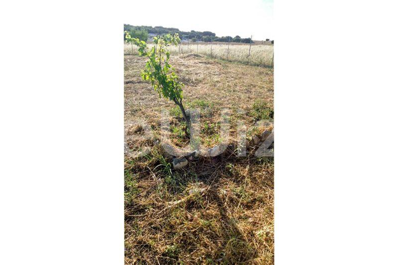 Photo 6,Εξωτερική,ΠΏΛΗΣΗ,Γη,Οικόπεδο,1811τ.μ,€90,000,Λάκκωμα