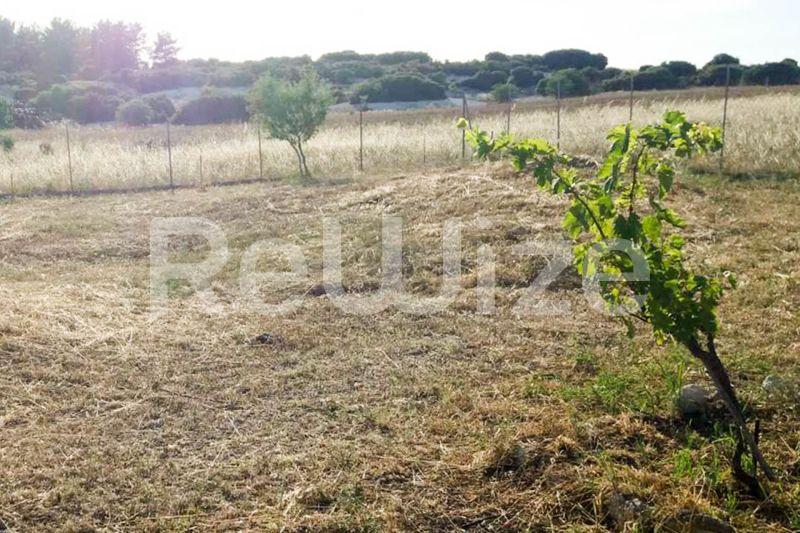 Photo 7,Εξωτερική,ΠΏΛΗΣΗ,Γη,Οικόπεδο,1811τ.μ,€90,000,Λάκκωμα