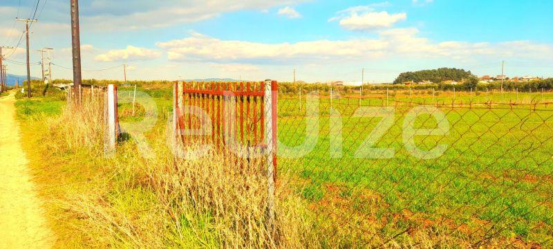 Photo 3,Outside,SALE,Land,Field,2128sqm,€85,000,Nea Plagia