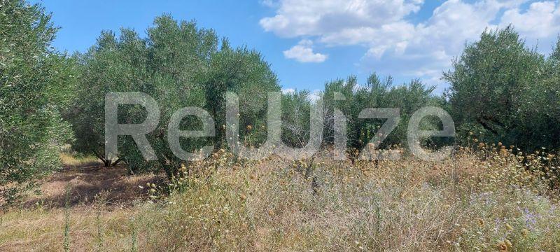 Photo 4,Τοπίο,ΠΏΛΗΣΗ,Γη,Οικόπεδο,293τ.μ,€30,000,Νέα Ηράκλεια