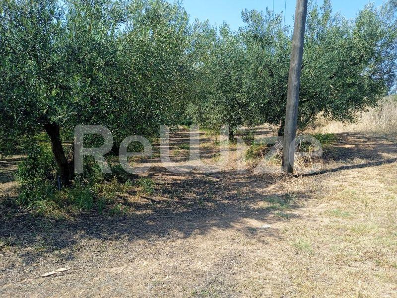 Photo 3,Landscape,SALE,Land,Field,2074sqm,€85,000,Agios Mamas