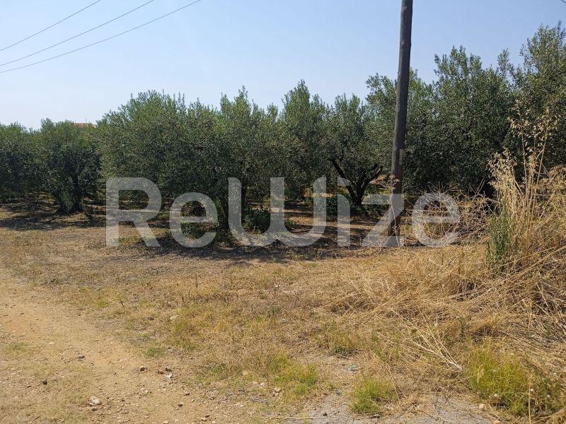 Photo 12,Landscape,SALE,Land,Field,2074sqm,€85,000,Agios Mamas