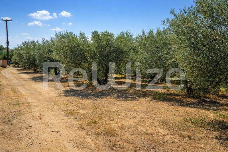 Περιβάλλον οικοπέδου με ελαιώνες στη Χαλκιδική, ώριμα δέντρα και χωματόδρομο.